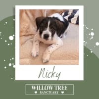 Photo of Nicky
