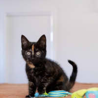 Photo of Tilly