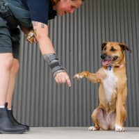 Photo of Gidget   6 Year Old Staffy X Mastiff