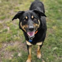 Photo of Banjo