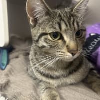 Photo of Olive