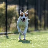 Photo of Hippo Imp 1784