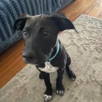 Photo of Socks   3 Month Old Bull Arab X Kelpie