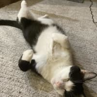 Photo of Poe *9 Lives Project Rescue*