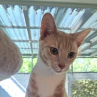 Photo of Poppyseed