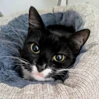 Photo of Stevie Mitts