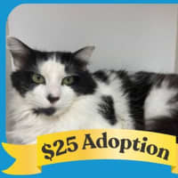 Photo of Old Deuteronomy