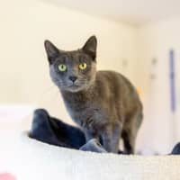 Photo of Violet (Bella)