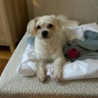 Photo of Izzy