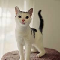 Photo of Neon   In Foster Care In Preston