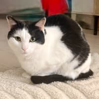 Photo of Daphne