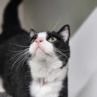 Photo of ☘ Dougal 6089 ☘