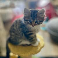 Photo of Twig