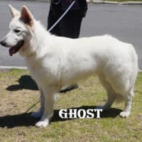 Photo of Ghost