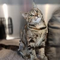 Photo of Ember (Kitty)