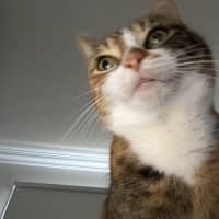 Photo of Mumma Cat