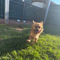 Photo of Barney
