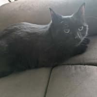 Photo of Jinx