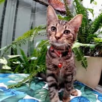Photo of Gordon