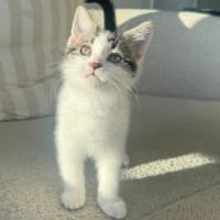 Photo of Woppet