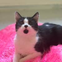 Photo of Otis