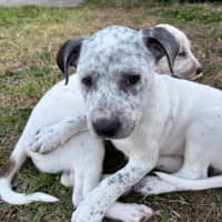 Photo of Bluey   9 Week Old Cattle Dog X