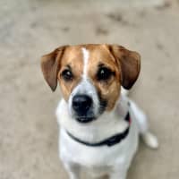 Photo of Jester