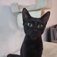 Photo of Yoru
