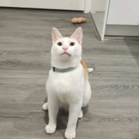 Photo of Cherry   In Foster In Ivanhoe