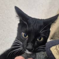 Photo of Onyx (0032)