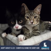 Photo of Harvey & Leo   5 Month Old Domestic Short Hair