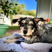 Photo of Dizzy Rascal