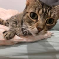 Photo of Jasmine