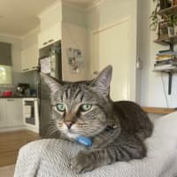Photo of Boris