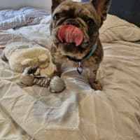 Photo of Mitch   4 Year Old French Bulldog