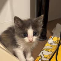 Photo of Willow Cloud