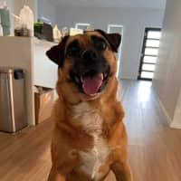 Photo of Evey   8 Year Old Pug X Jack Russell