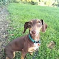 Photo of Rosie
