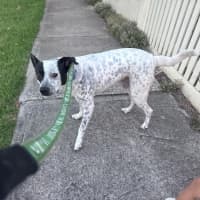 Photo of Bandit