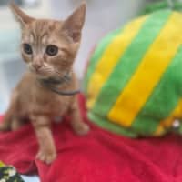 Photo of Blitzen (8908)