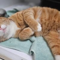 Photo of Alfred