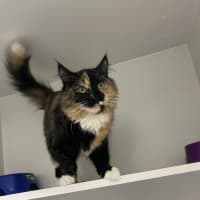 Photo of Pepsi
