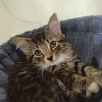 Photo of Chai