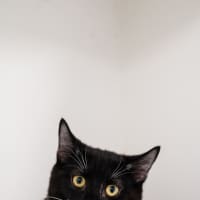 Photo of Squiggle