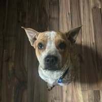 Photo of Bulla   10 Month Old Cattle Dog X Shar Pei