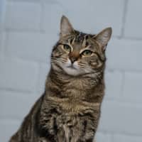 Photo of Maple