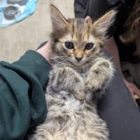 Photo of Bellatrix Clowder