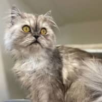 Photo of Falkor
