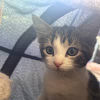 Photo of Smooch ( Was Dixie)