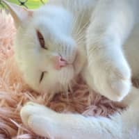 Photo of Pippi